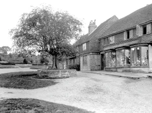 Chiddingfold: Chiddingfold, Old Thorn Tree 1933