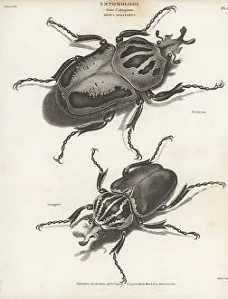 Thomas Milton: Chief goliath and goliath beetle