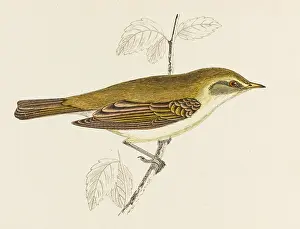 Derived: CHIFFCHAFF (MORRIS)
