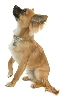 Smallest: Chihuahua