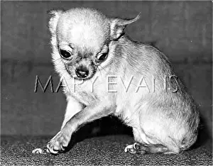 Chihuahua: CHIHUAHUA