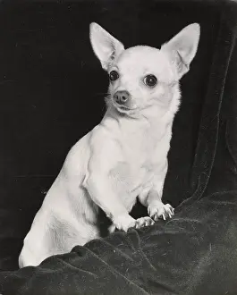 Chihuahua: Chihuahua dog