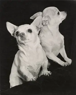 Chihuahua: Two Chihuahua dogs
