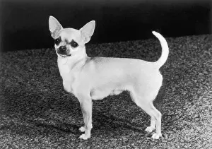 Chihuahua: Chihuahua Molimor Talentina