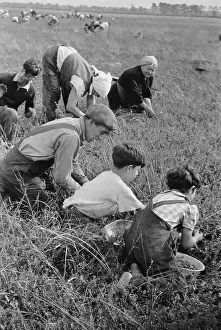Cranberry: Child labor during the Great Depression. ?