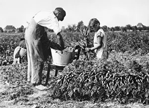 Beets: Child labour, 1932