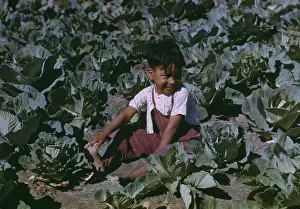 Latinos: Child of a migratory farm laborer in a cabbage
