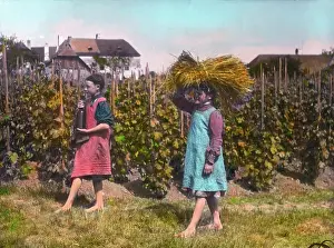 Winegrowing: Children aiding with the vintage