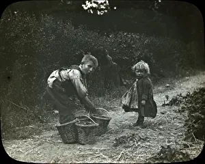 Blackberrying: Children blackberrying