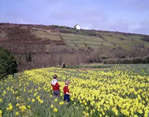 Roseland: Children and daffodils at Portscatho, Cornwall