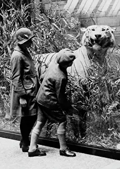Singh: Children examining tiger, c. 1927. The Natural History Muse