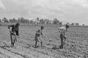 Hoeing: Children - Farm - Field - Workers