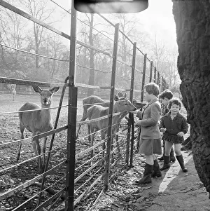 Golders: Children Feeding Deer