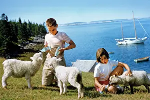 Frissell: children - feeding - lambs - animals