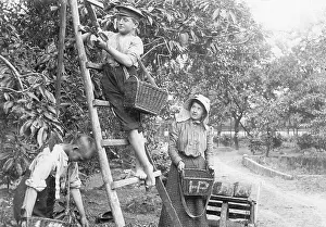 Cherries: Children picking cherries, 1906