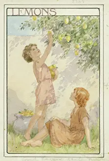Lemons: Two children picking lemons from the tree