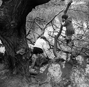 Gnarled: Two children playing by a gnarled tree