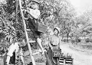 Orchard: Children working on a cherry tree plantation, 1906