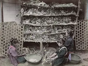 Worms: Children working with silk worms, Japan