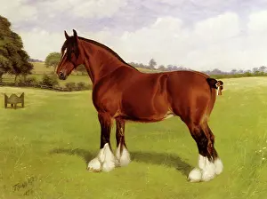 Equines: Childwick Victoria