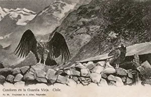 Andean: Chile - Condors - The Old Guard
