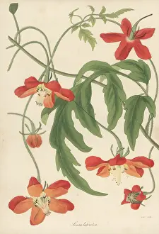 Volume 5: Chile nettle, Caiophora lateritia