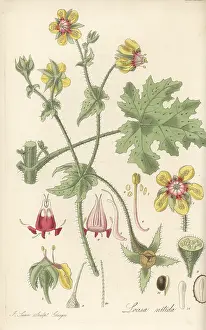 William Blackwood: Chile nettle, Loasa nitida