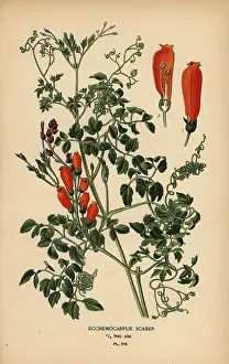 Fuchsia: Chilean glory-flower, Eccremocarpus scaber