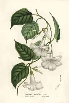 Mandevilla: Chilean jasmine, Mandevilla laxa