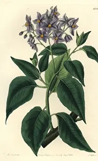 Crispum: Chilean potato tree, Solanum crispum