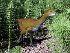Tithonian: Chilesaurus is an extinct theropod dinosaur from the Late ?