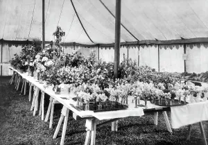 Chilham: Chilham, Flower Show 1908