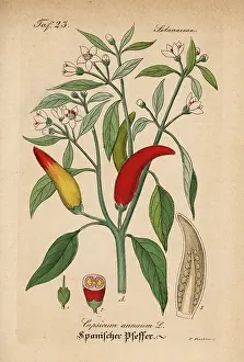 Chili: Chili pepper, Capsicum annuum