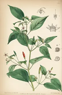 Chili: Chili pepper, Capsicum annuum