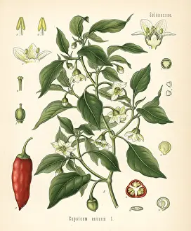 Chili: Chili pepper, Capsicum annuum