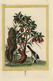 Arbre: Chili pepper, Capsicum annuum
