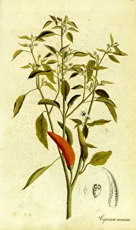 Chili: Chili pepper (Capsicum annuum)
