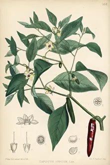 Chili: Chili pepper or pod pepper, Capsicum annuum