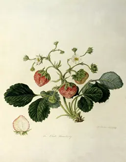 Linnaeus: Chili Strawberries