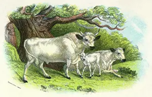 Chillingham: CHILLINGHAM CATTLE