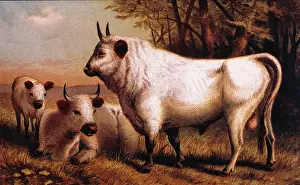 Chillingham: Chillingham Cattle - Animal - Nature - Cows