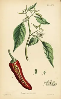 Chili: Chilly pepper, Capsicum annuum
