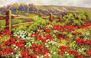 Shelton: A Chiltern Poppyfield