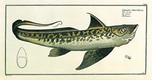 Spotty: Chimaera