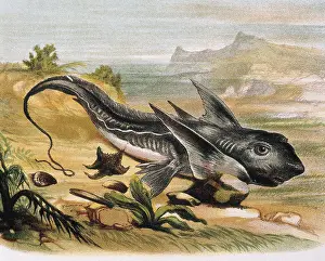Chimaera: Chimaera (Chimaera arctica). Engraving after