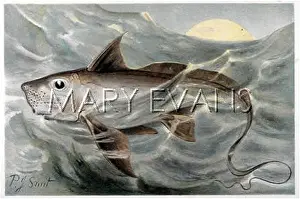 Chimaera: CHIMAERA/FISH/1895