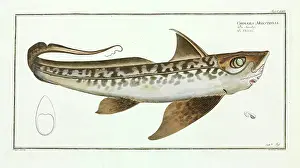 Chondrichthyes: Chimaera monstrosa