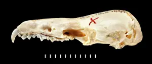 Shrew: Chimarrogale varennei, lateral view