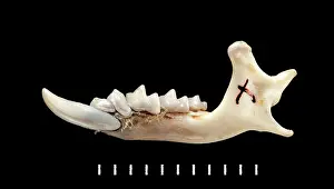 Shrew: Chimarrogale varennei, mandible