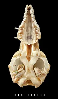 Shrew: Chimarrogale varennei, ventral view